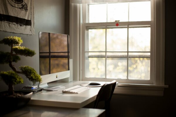 Bureau avec arbre bonsaï