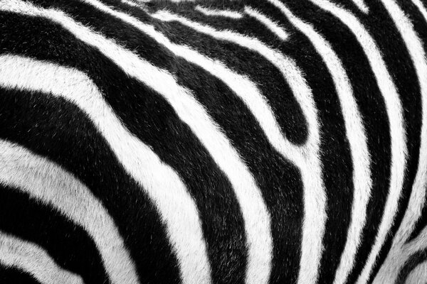 Zebra-Pelz mit Schwarz-Weiß-Streifen