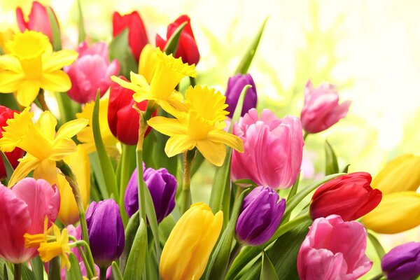 Wiosenna radość i kolorowe kolory tulipanów i żonkili
