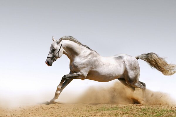 Beau cheval saute soulevant la poussière