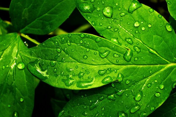 Fresh dew on a green leaf