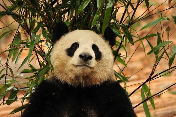 Panda assis sous le bois de bambou