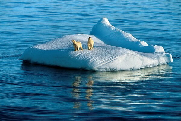 Polar bears in the north