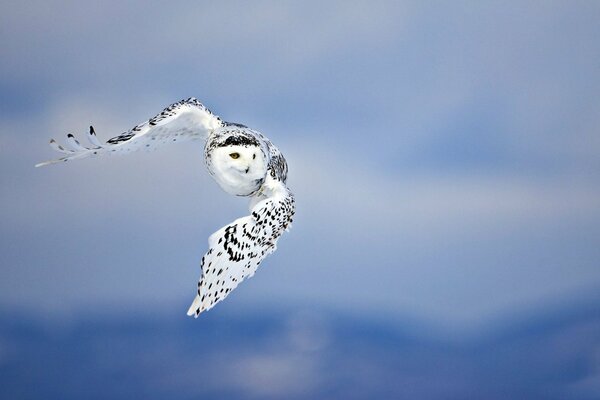 The flight of an owl is depicted on the background of the sky