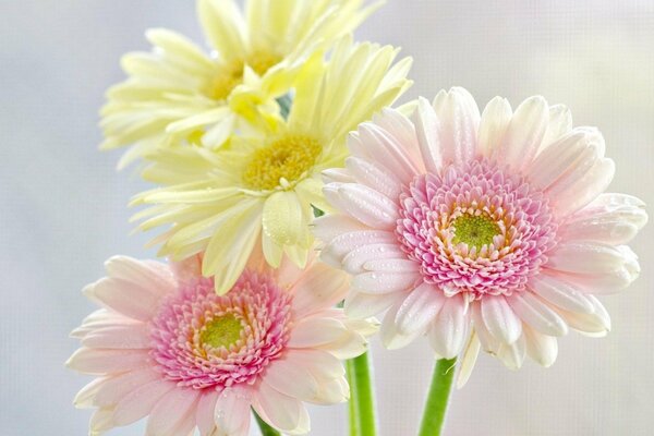 Chrysanthèmes jaunes et roses recouverts de rosée du matin