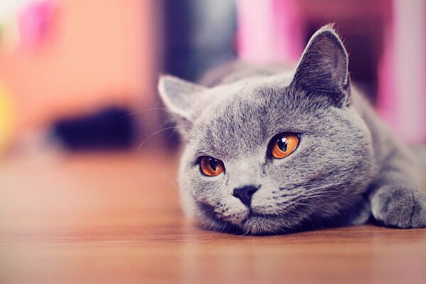 Regard sérieux d un chat de race britannique