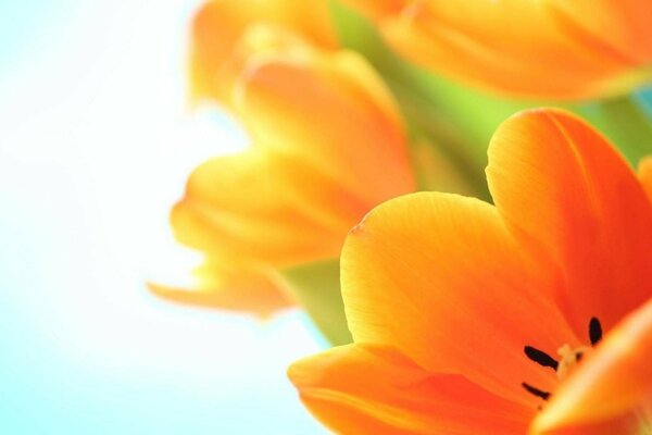 Spring bouquet of orange tulip flowers
