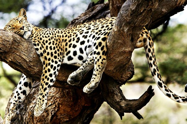 Un guepardo descansa en un árbol