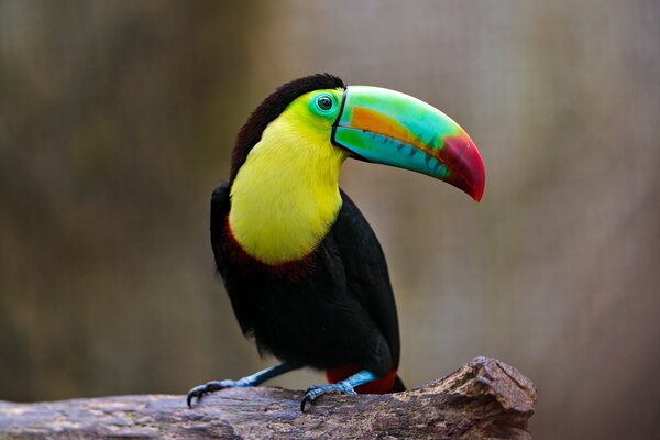 Un Toucan de couleur étonnante a gelé sur une branche