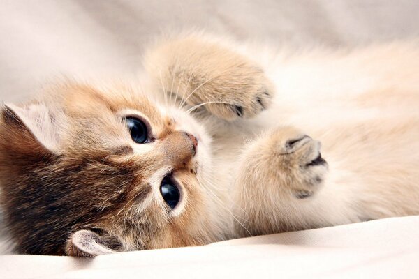 Cute fluffy kitten is lying on its back