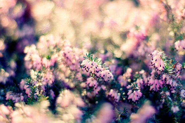 Macro de plantes dans le style bokeh