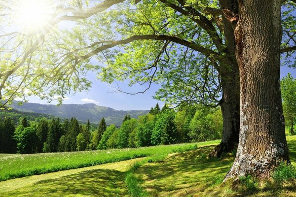 Grüne Natur im Sommer, Wald