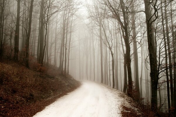 Winterstraße im Wald mit Bäumen