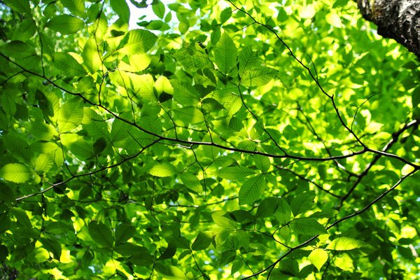 Foglie verdi ai raggi del sole