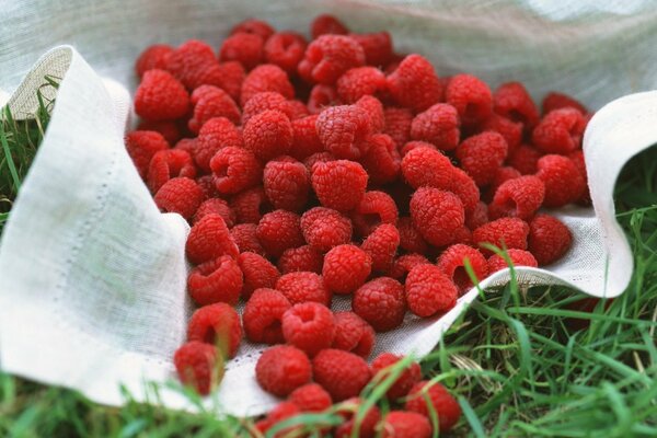 Reife Himbeeren aus dem Busch. der Sommer auf dem twave ist ein Traum