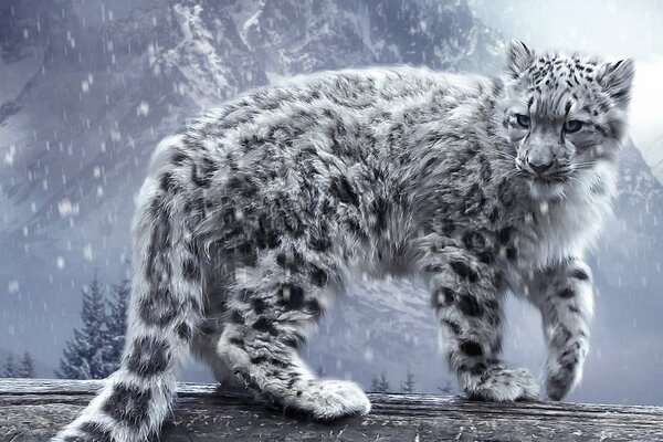 The snow leopard stands with its head turned