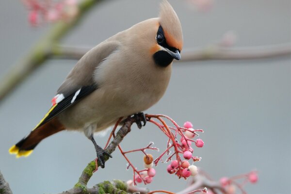 On a twig with pink berries sat down to feast on a whistle