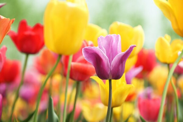 Kolorowe kolory wiosennej radości z kwiatami tulipanów