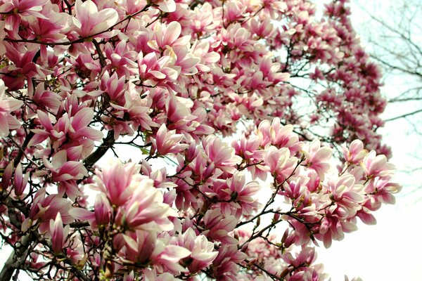 A riot of white and pink magnolia