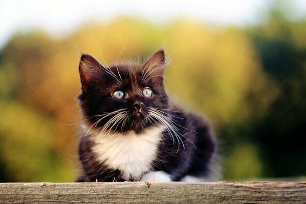 Cute kitten in nature