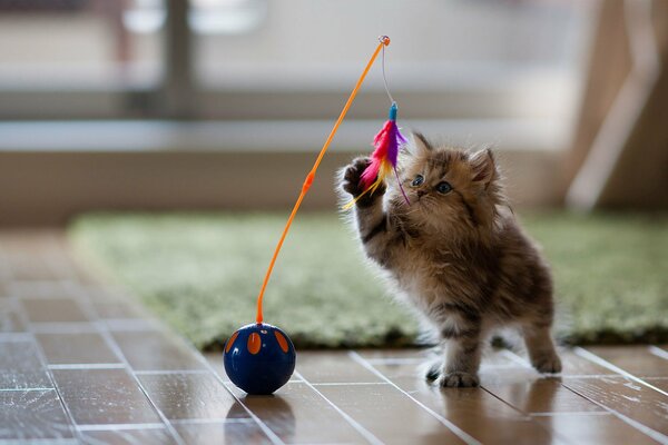 Cute kitten playing with a ball