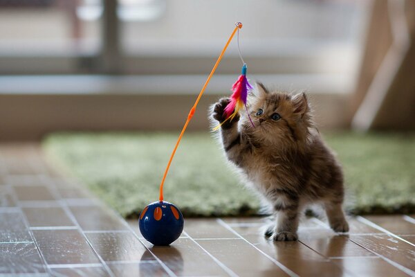 Милый котенок играет с мячом