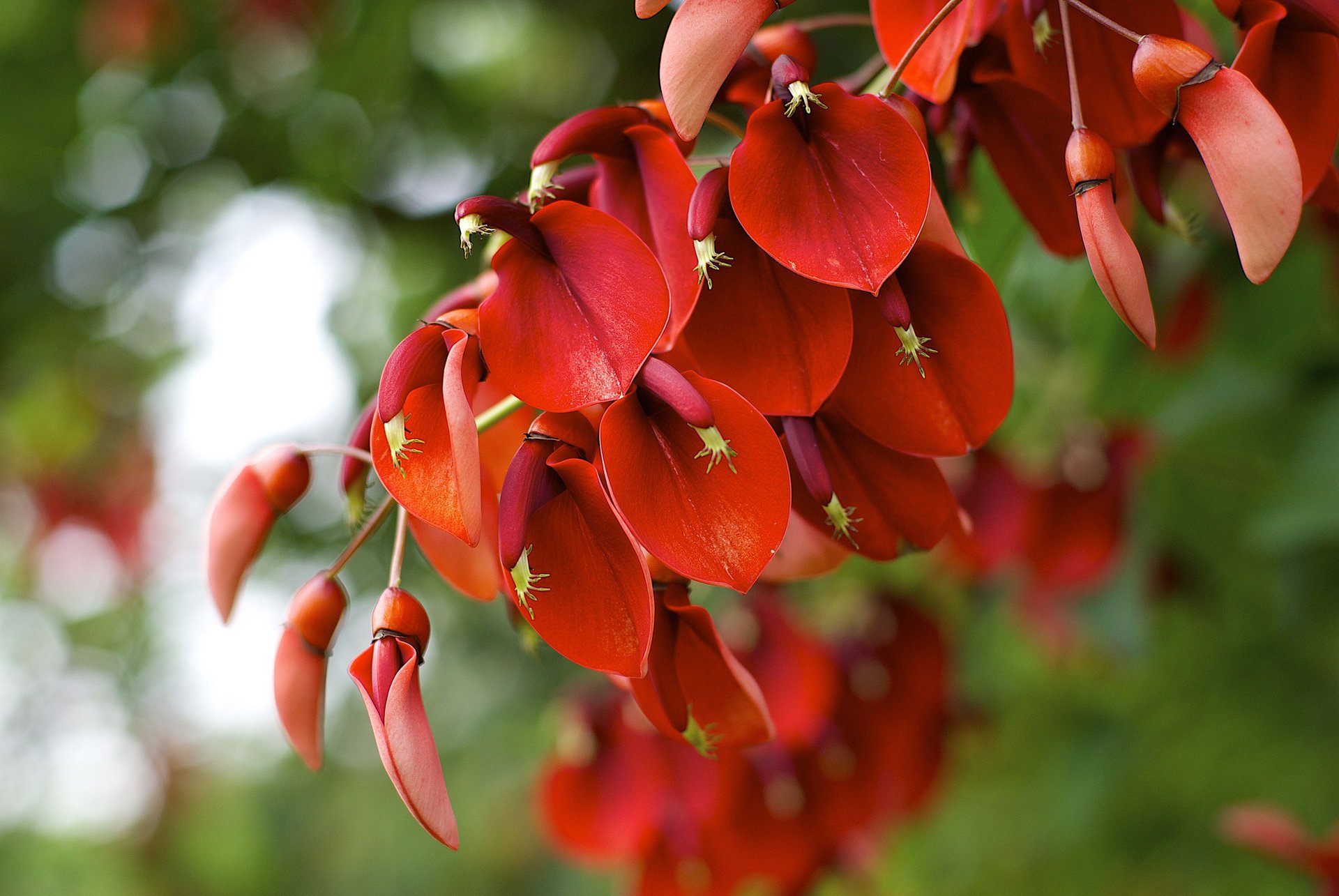 erythrina crista-galli цветение макро красное растение