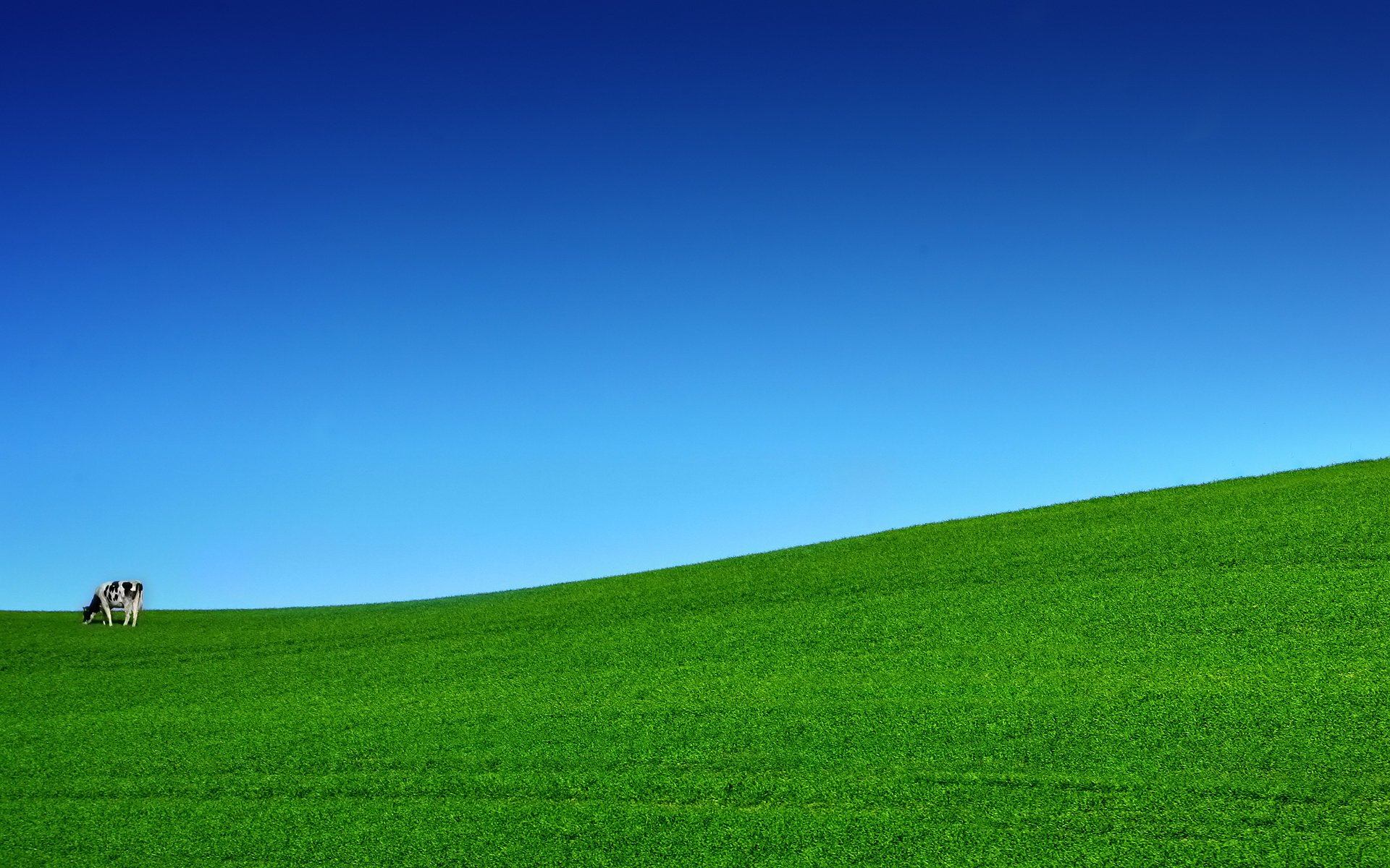 verdure herbe pré vache jour ciel espace contraste nature pelouse