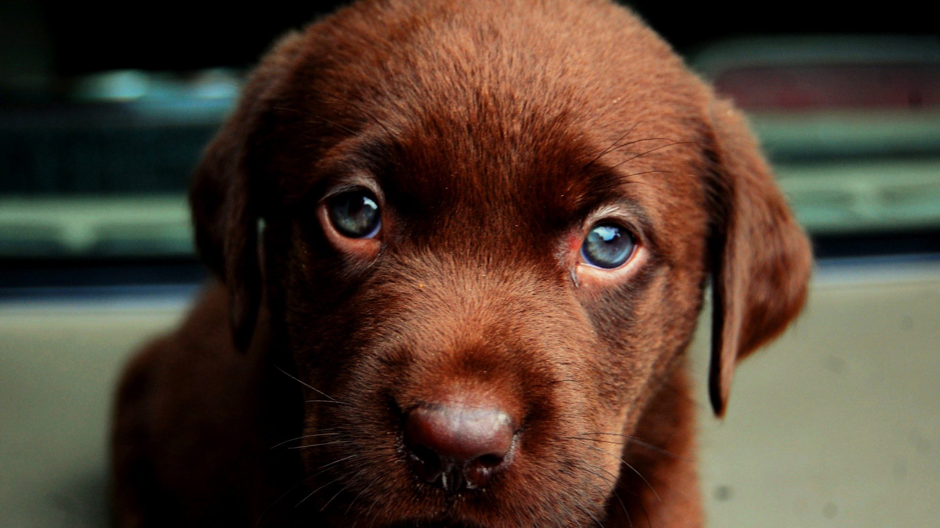 labrador szczeniak szczeniak oczy spojrzenie uszy nosek zwierzak sierść