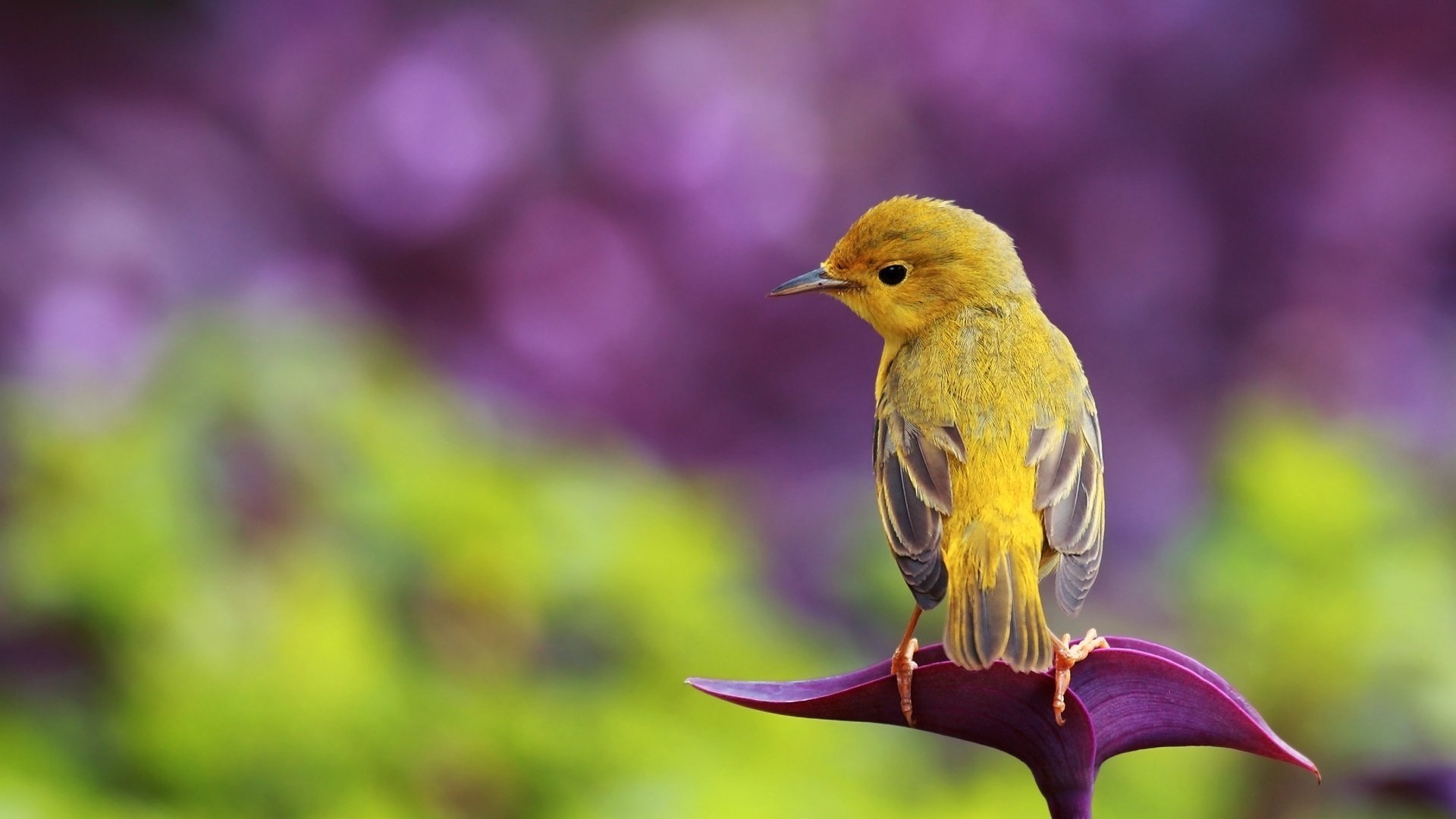 oiseau petit oiseau nature