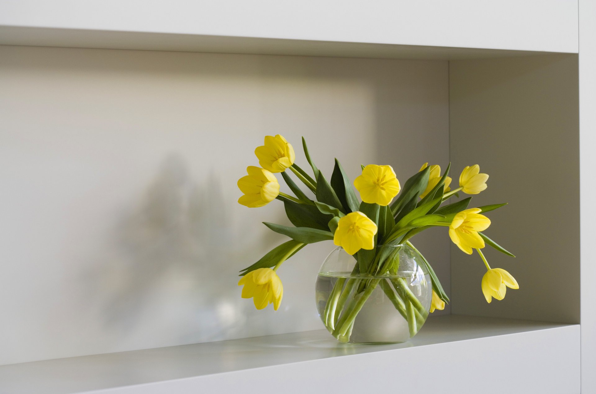 flowers shelf water tulips vase