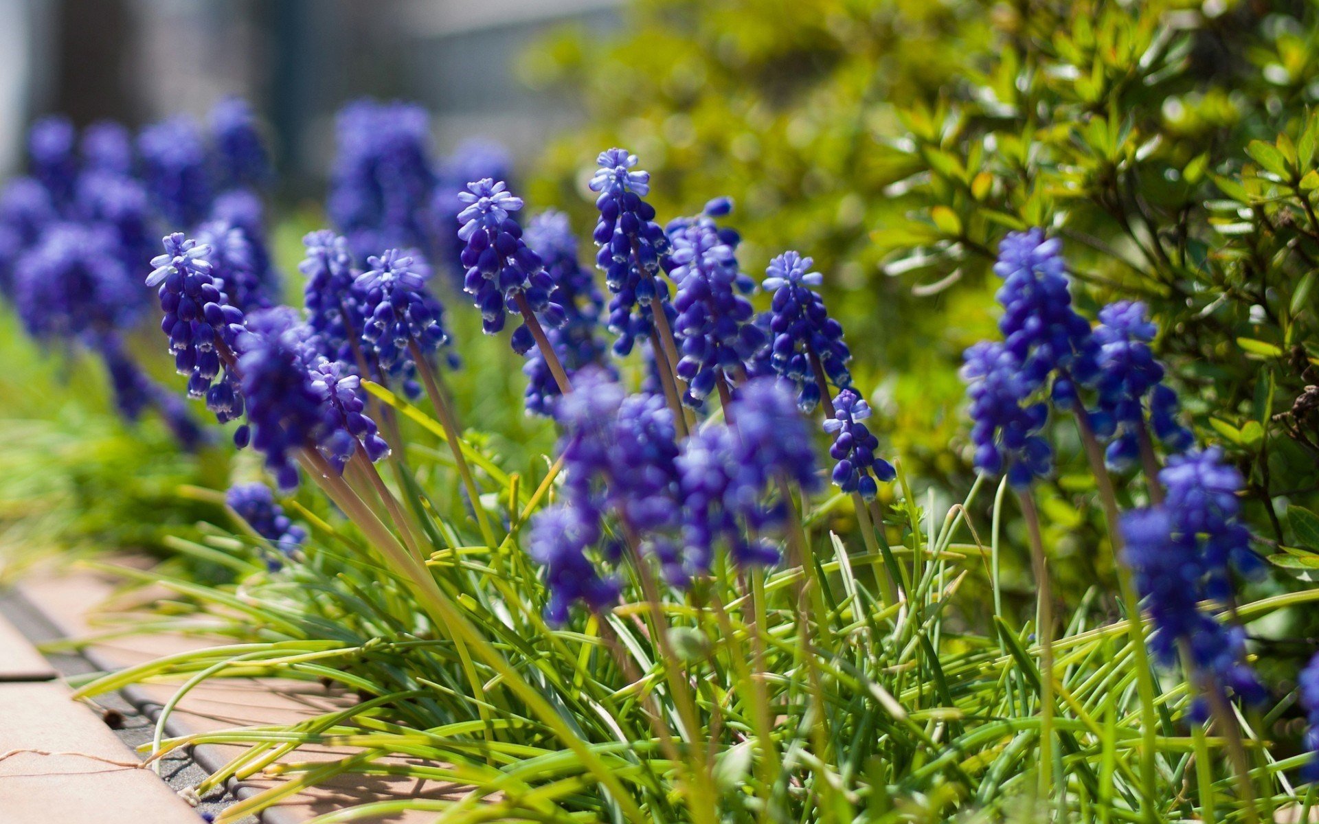 jacinto de ratón flores flores azules muscari plantas