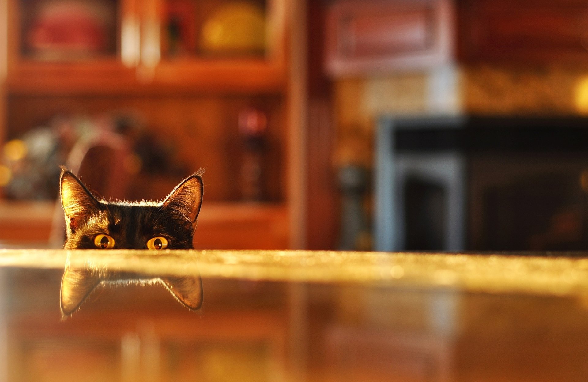 tisch spioniert zimmer unschärfe katze reflexion