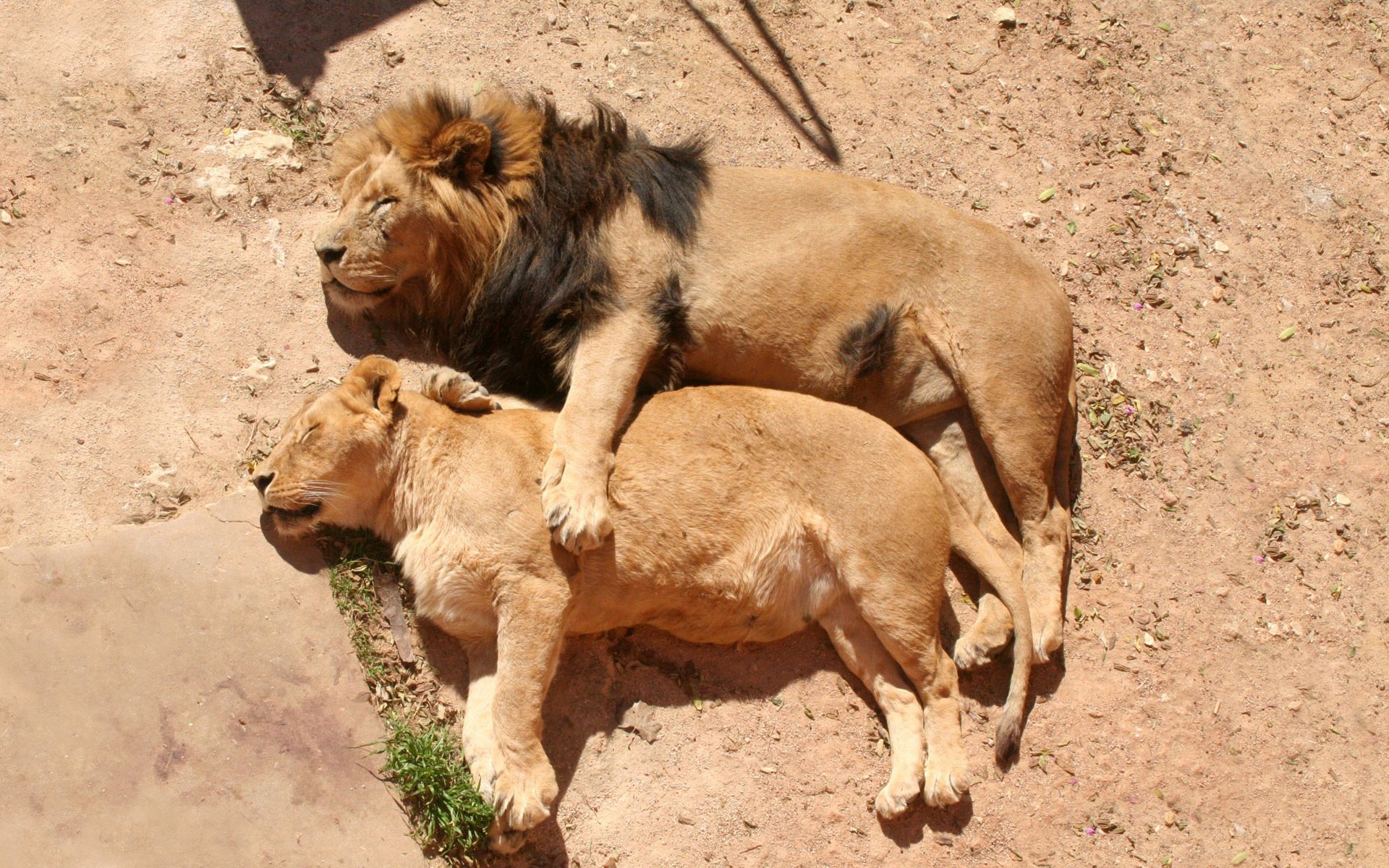 león leona familia melena sueño descanso