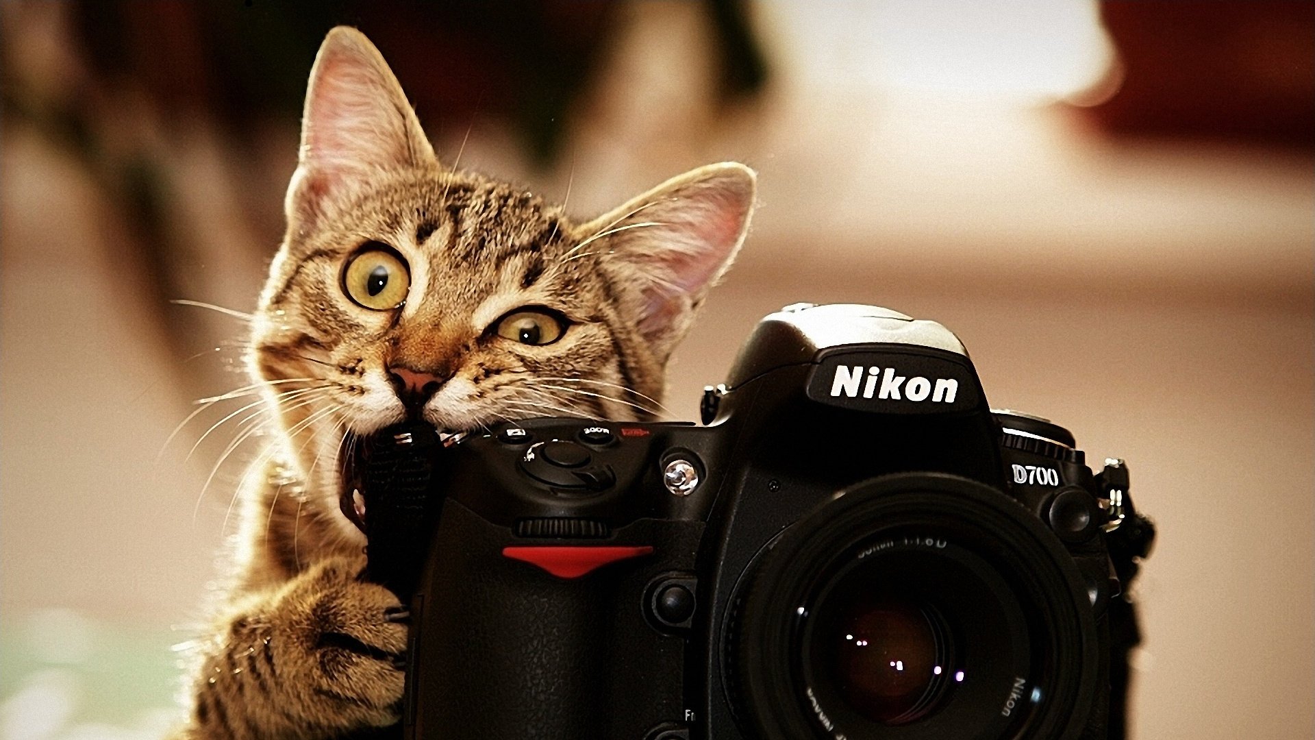 morder nikon gato fotografía nikon gato gatito divertido lente