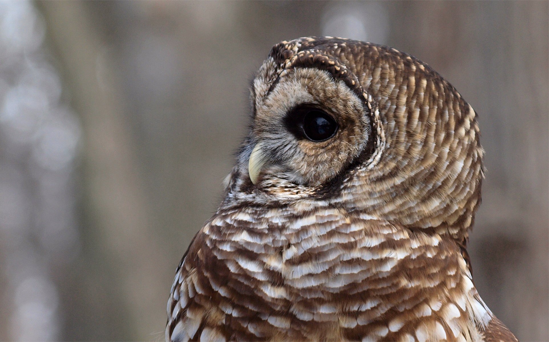 eule barred owl bunte dunkelheit strix varia vogel profil