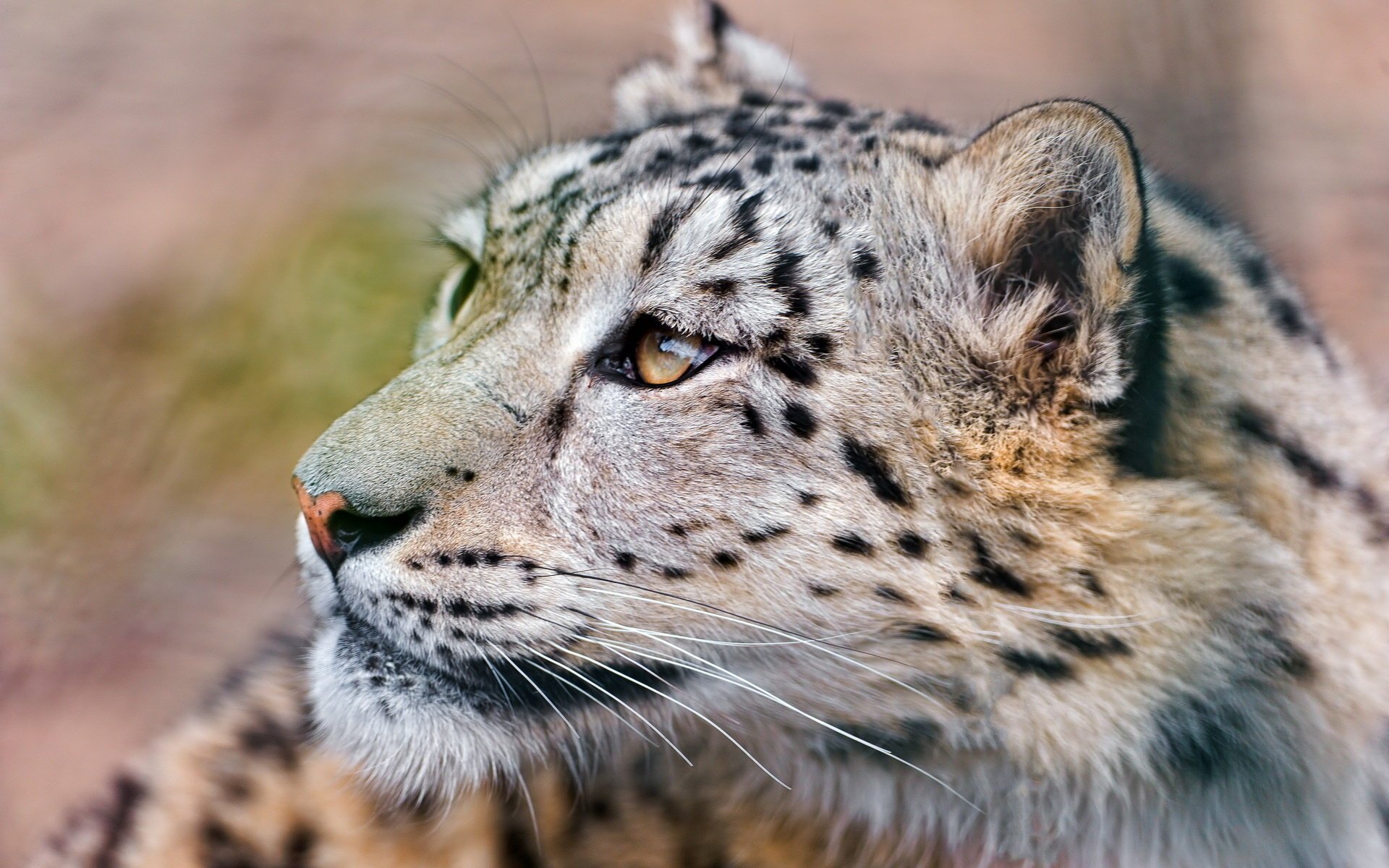 leopardo delle nevi baffi muso guardando in alto irbis