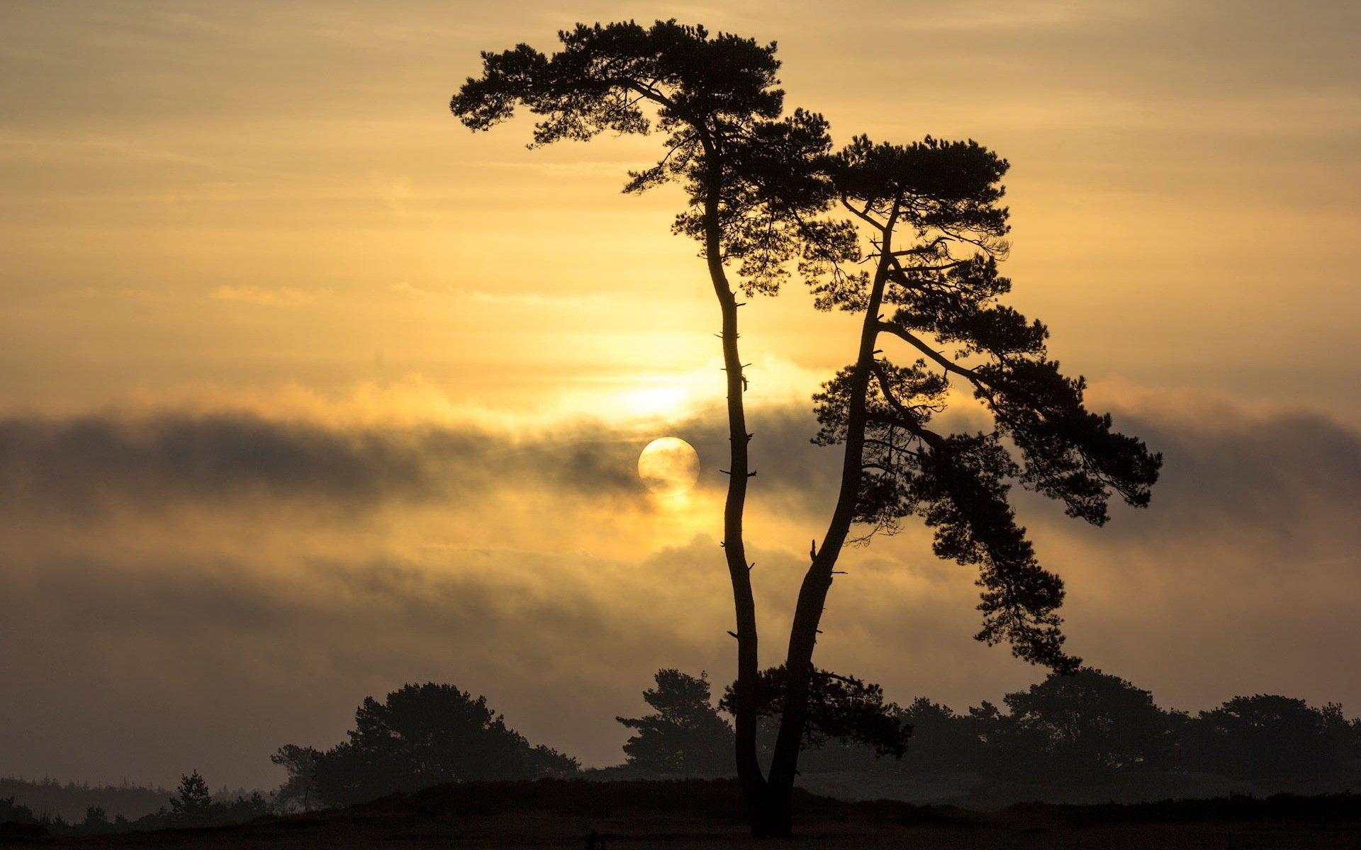 tree the sky landscape