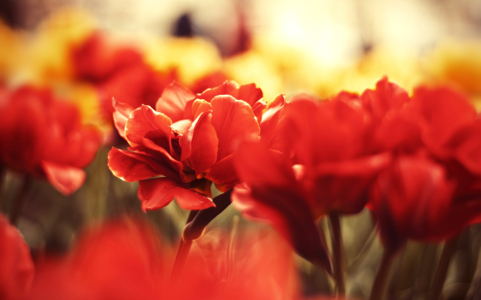 flowers red red flower