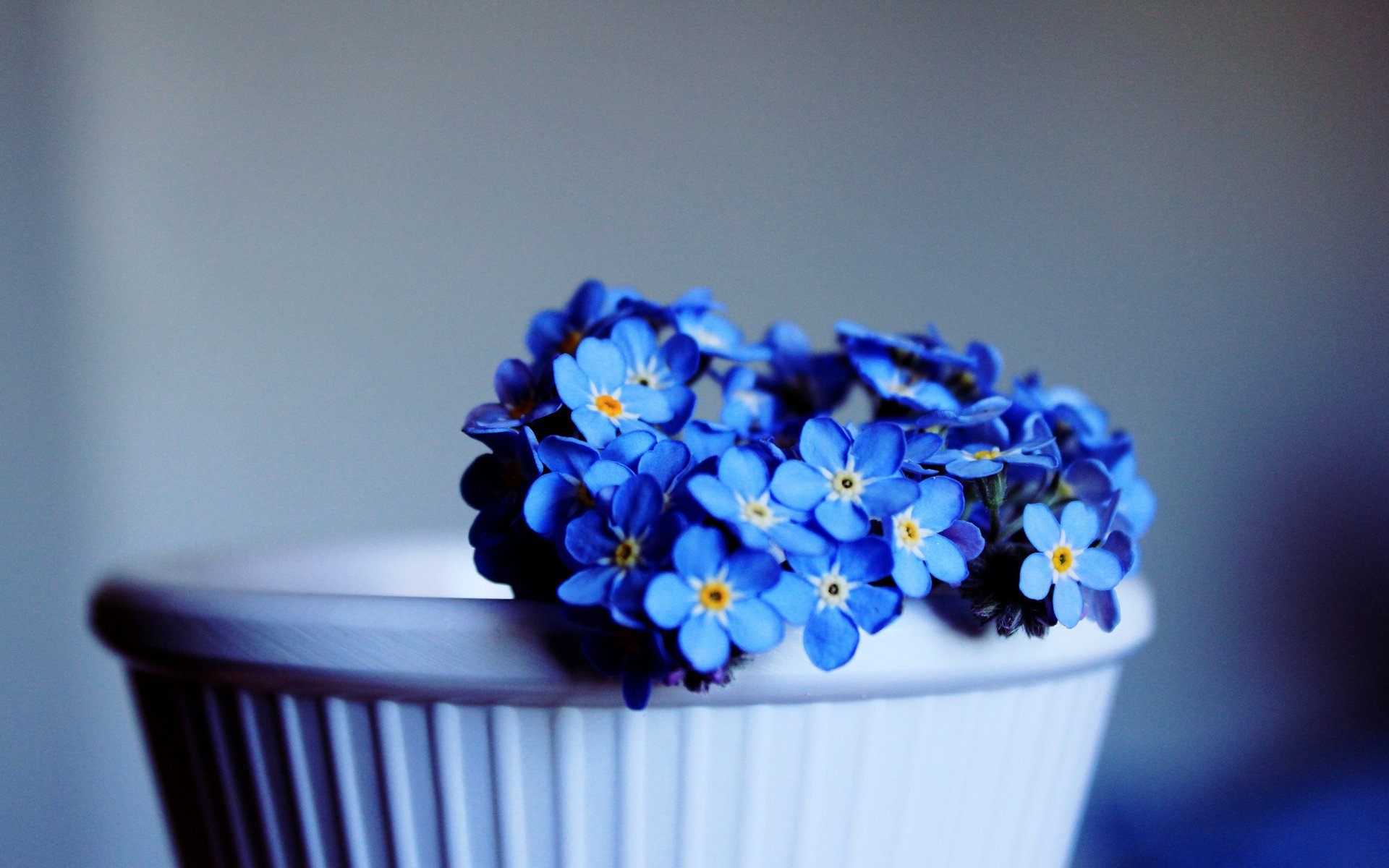 nomeolvides flores flor pequeñas flores azul cian flores azules taza