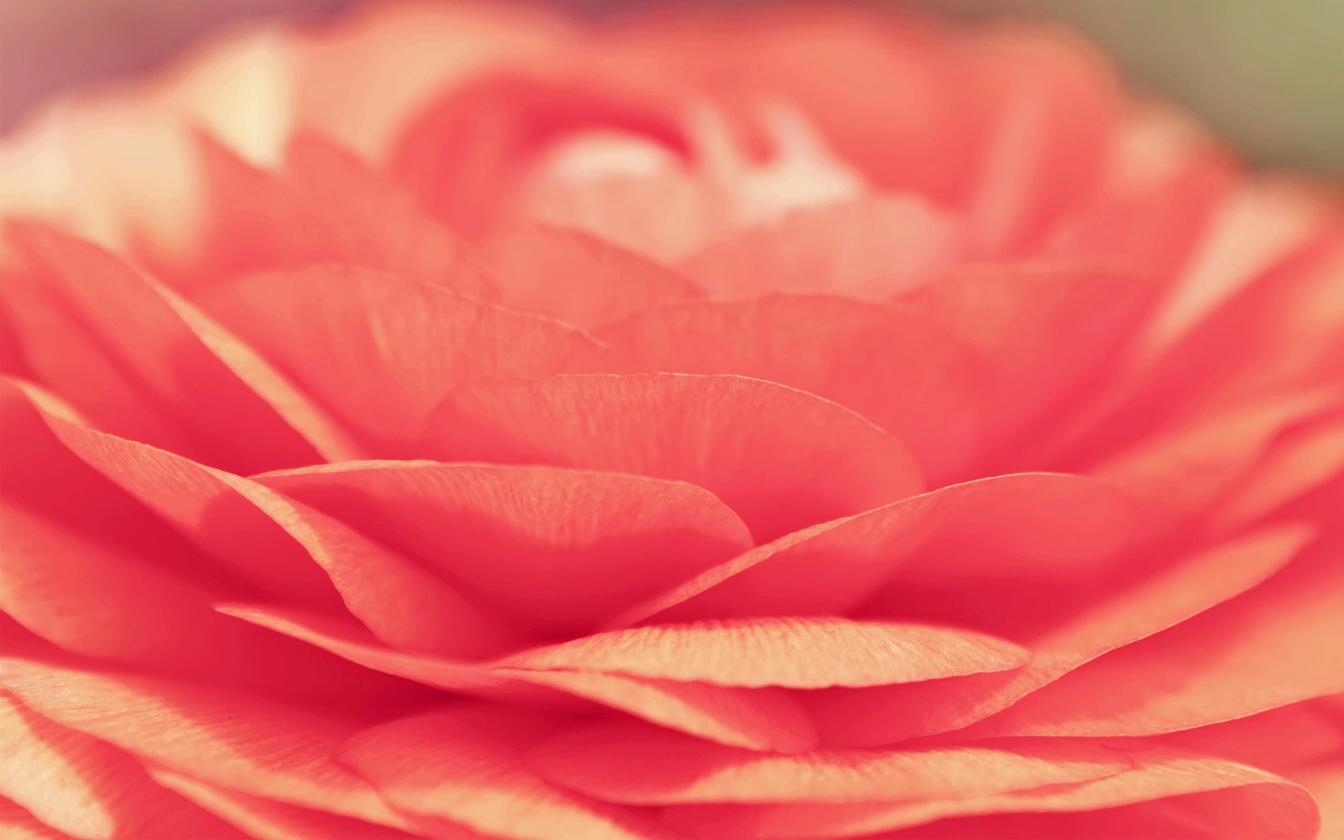 rose flower petals macro