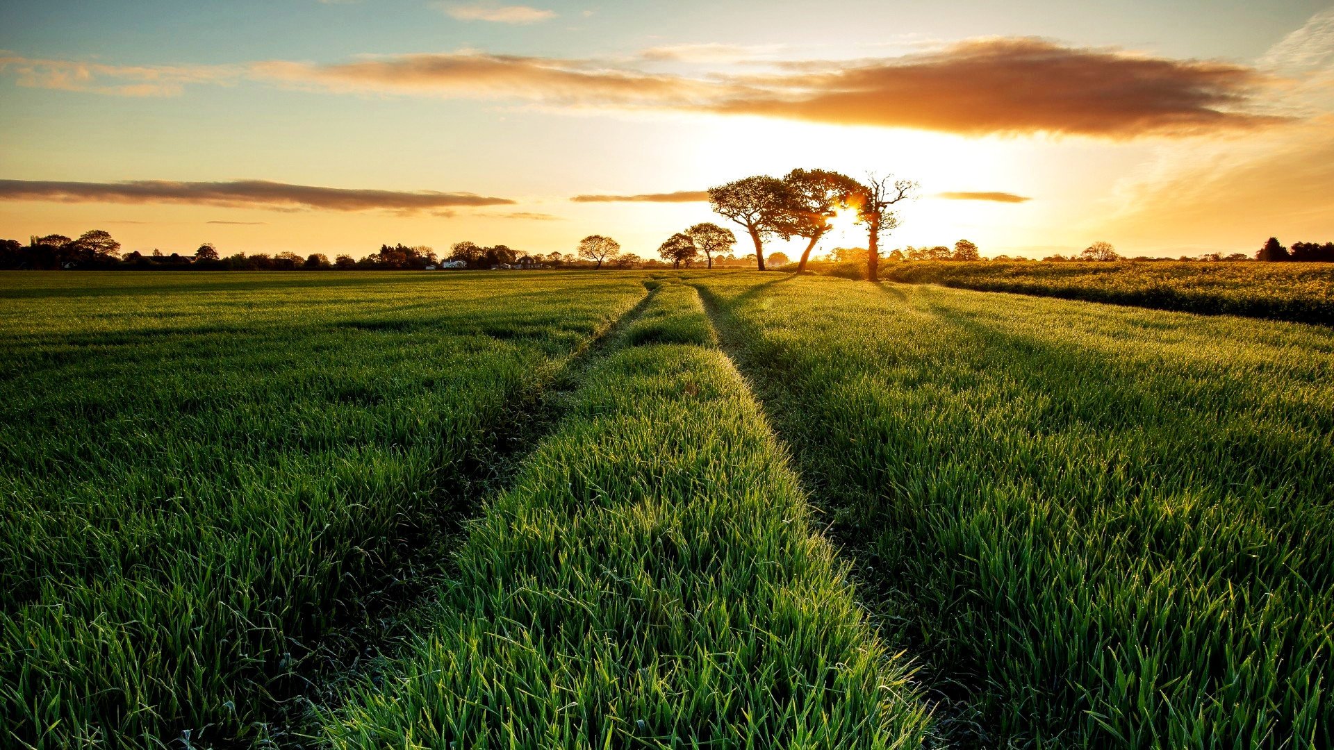 feld wiese grün gras gras sonnenaufgang baum wolken natur