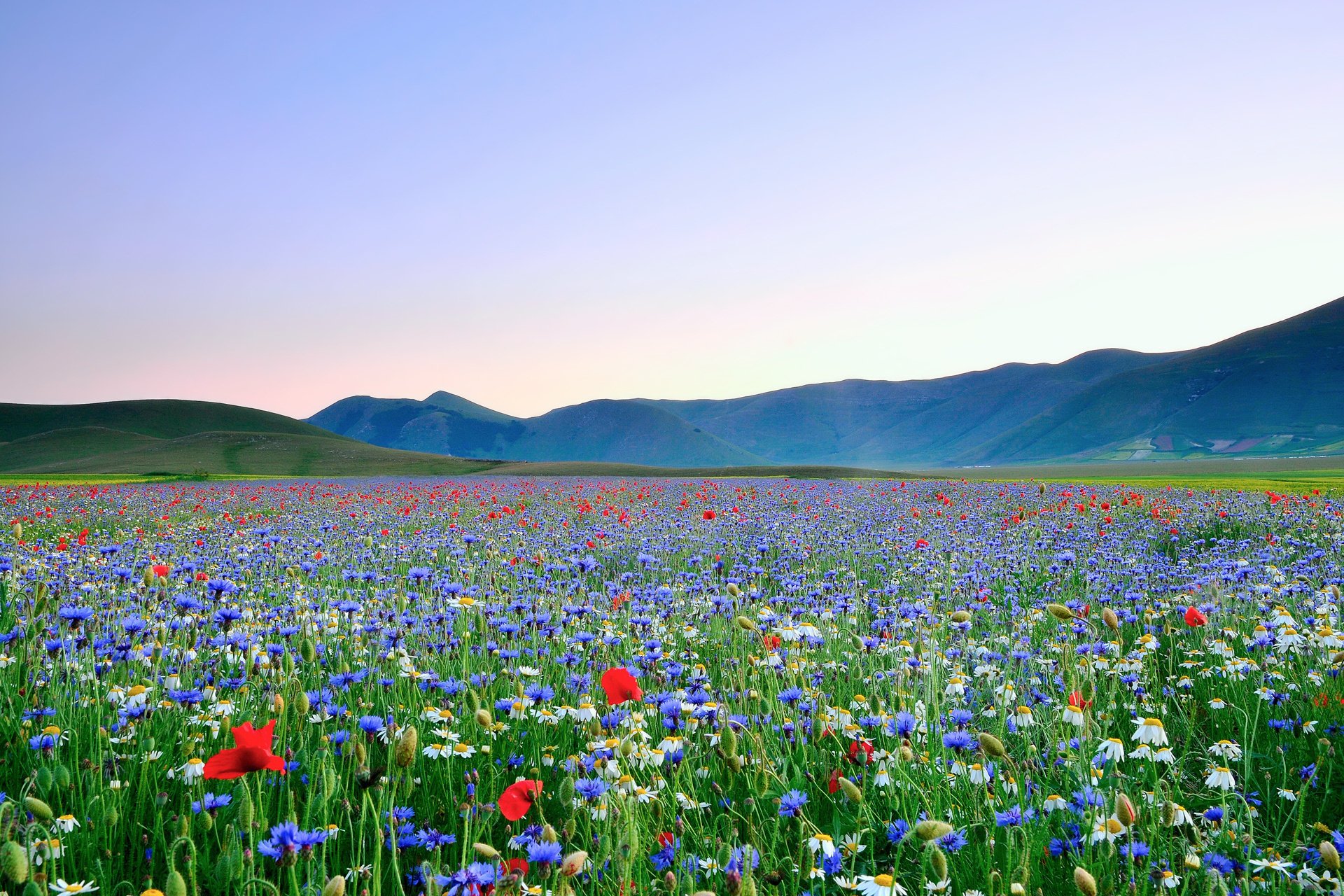 verschiedenfarbigkeit blumen mohnblumen himmel feld gänseblümchen tal