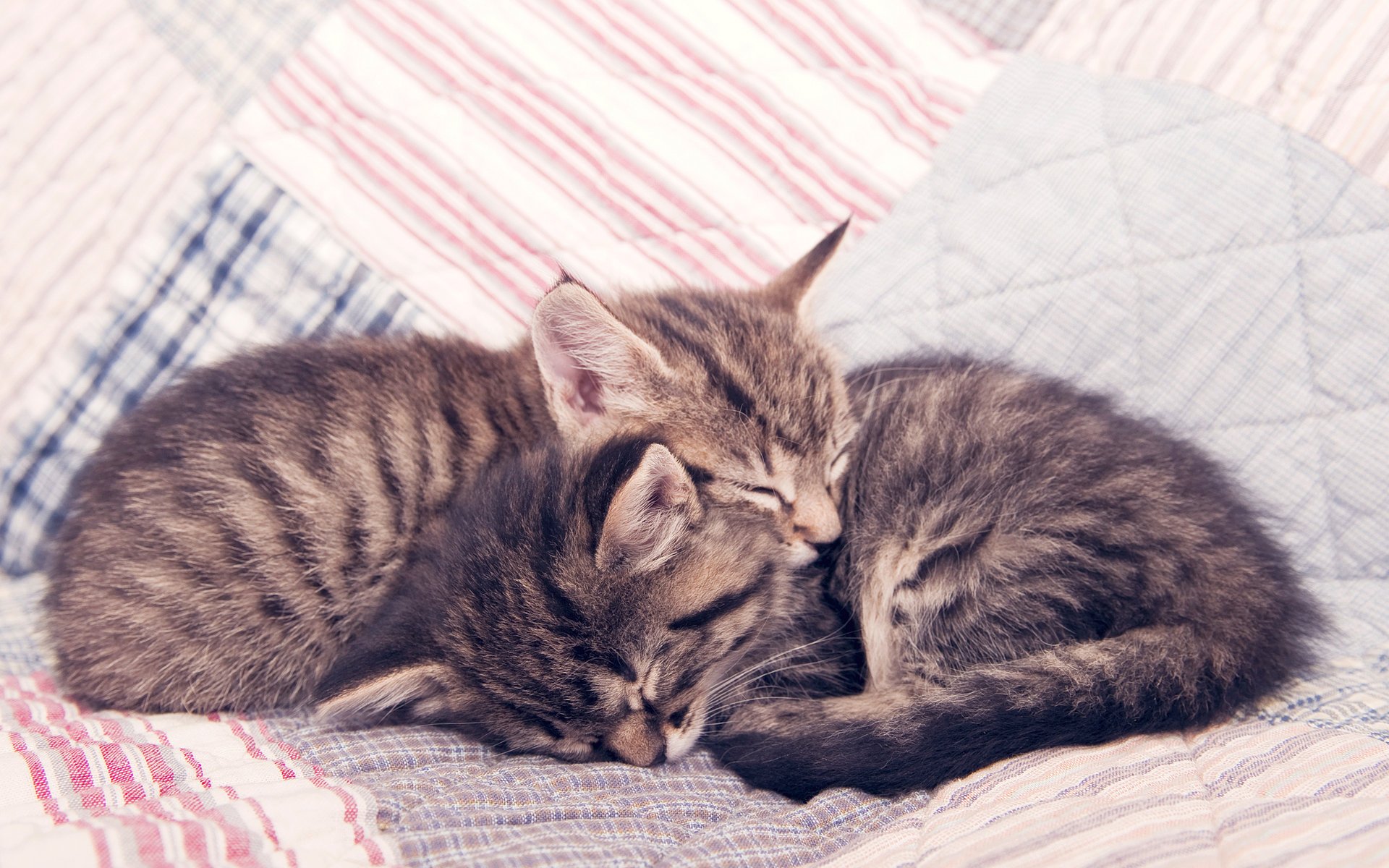 katzen schlafende kätzchen kätzchen katzen kätzchen schlafen ruhe gemütlichkeit zärtlichkeit kleinkinder haustiere decke