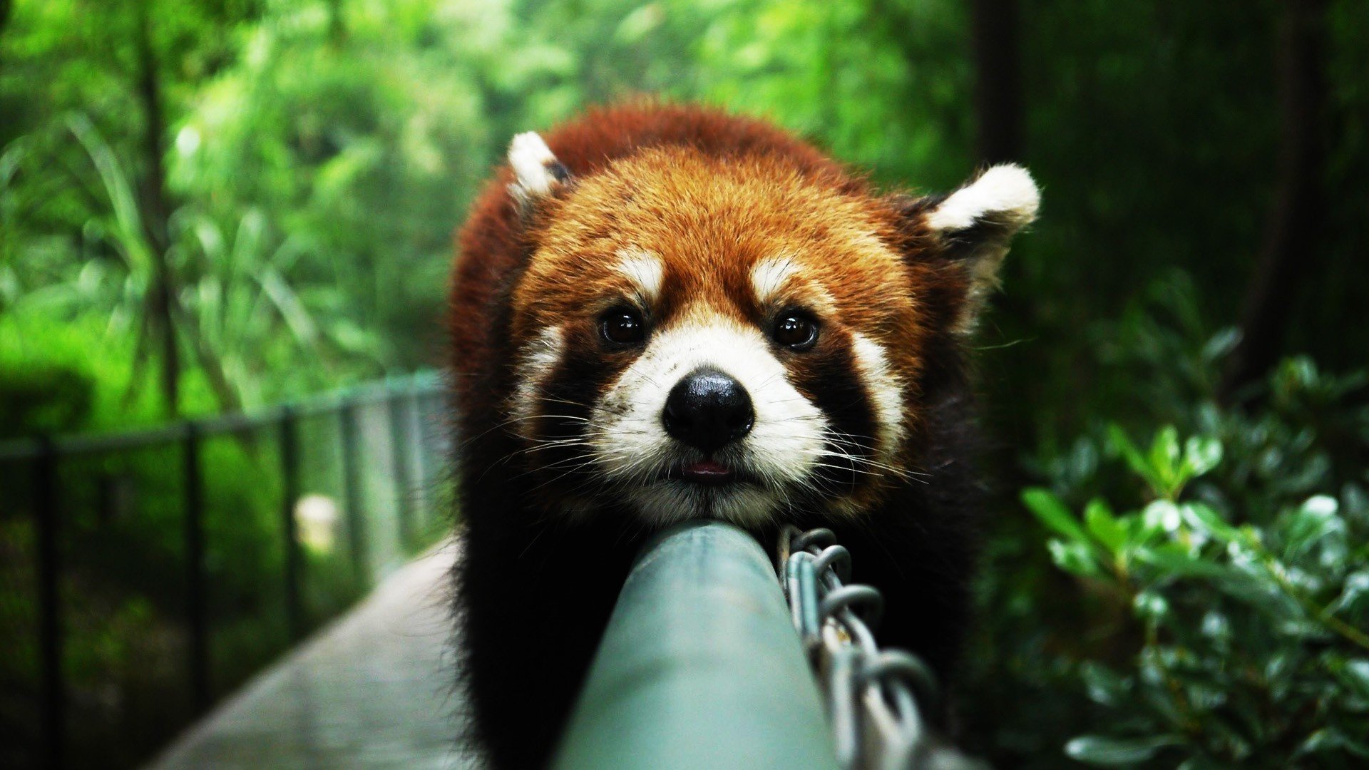 red panda the crossbar panda muzzle railings curiosity look animal zoo ears spout