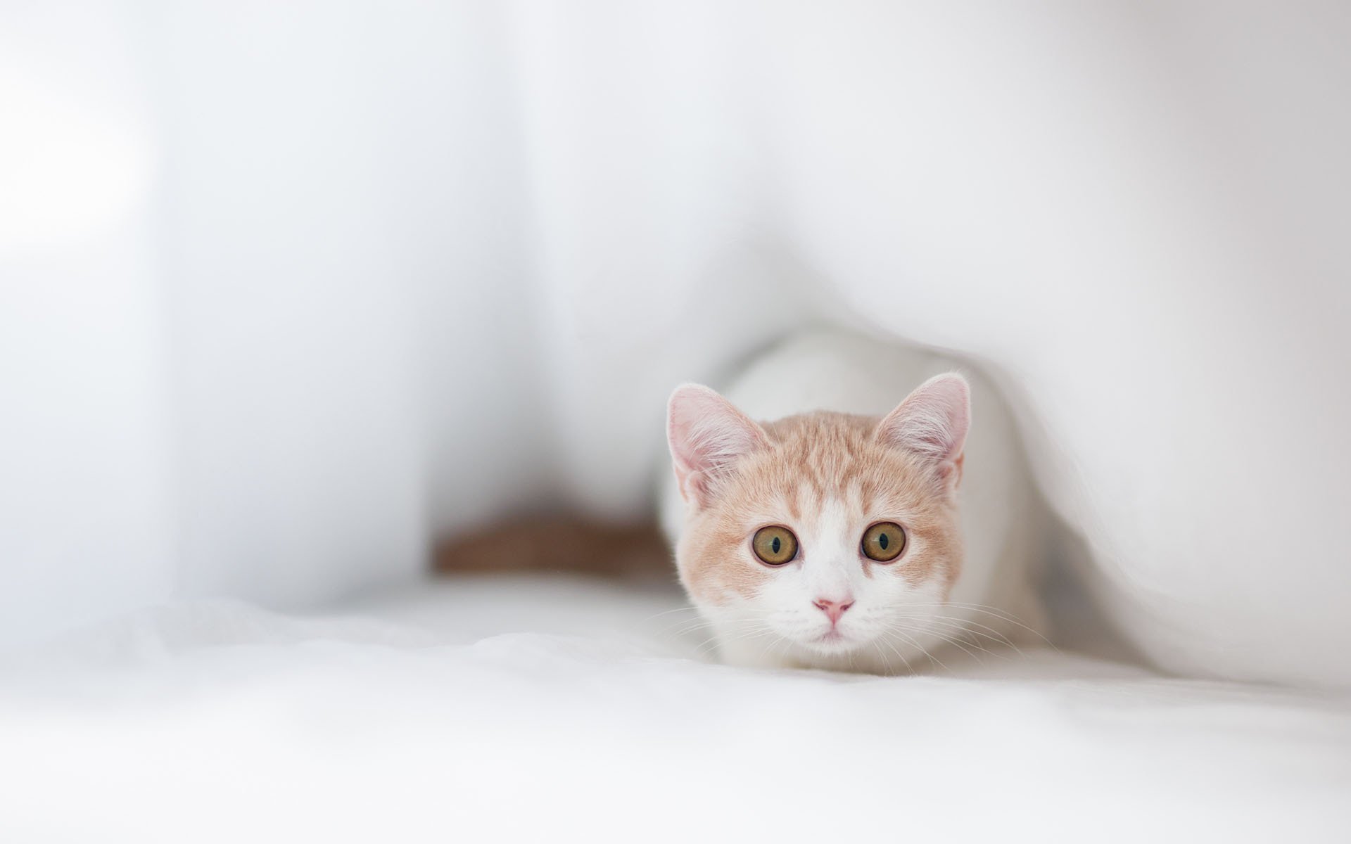 hannah guckt ben torode schnauze versteckt sich stoff katze