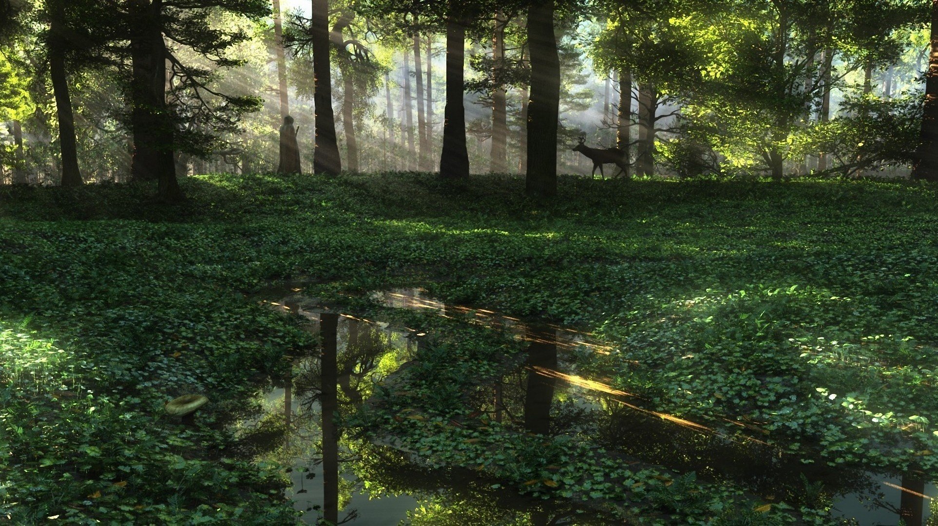 reh sonnenstrahlen wald pfützen mensch natur kunst