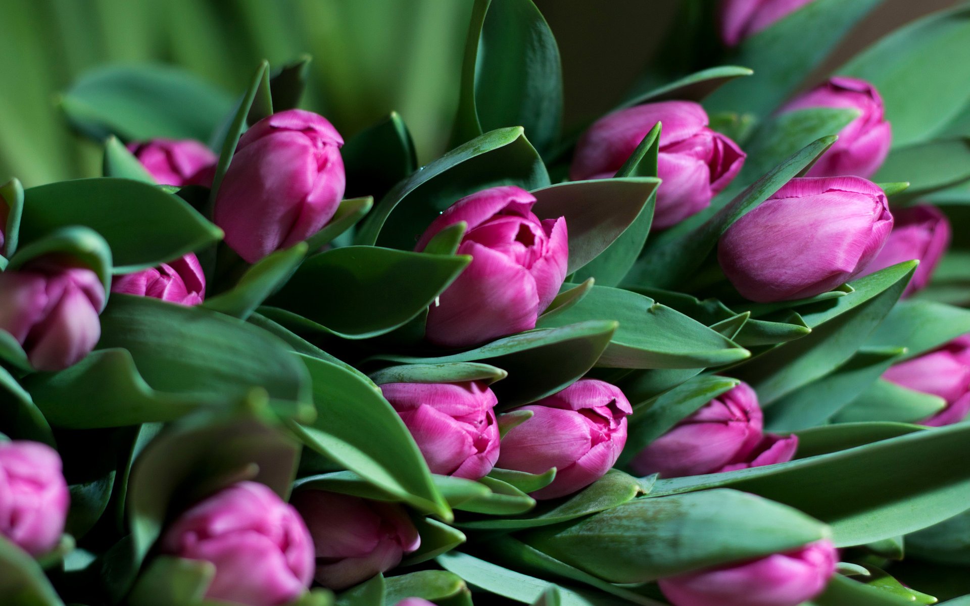 blumen tulpe grüns blätter tulpen blumenstrauß frische frühling lila blüten