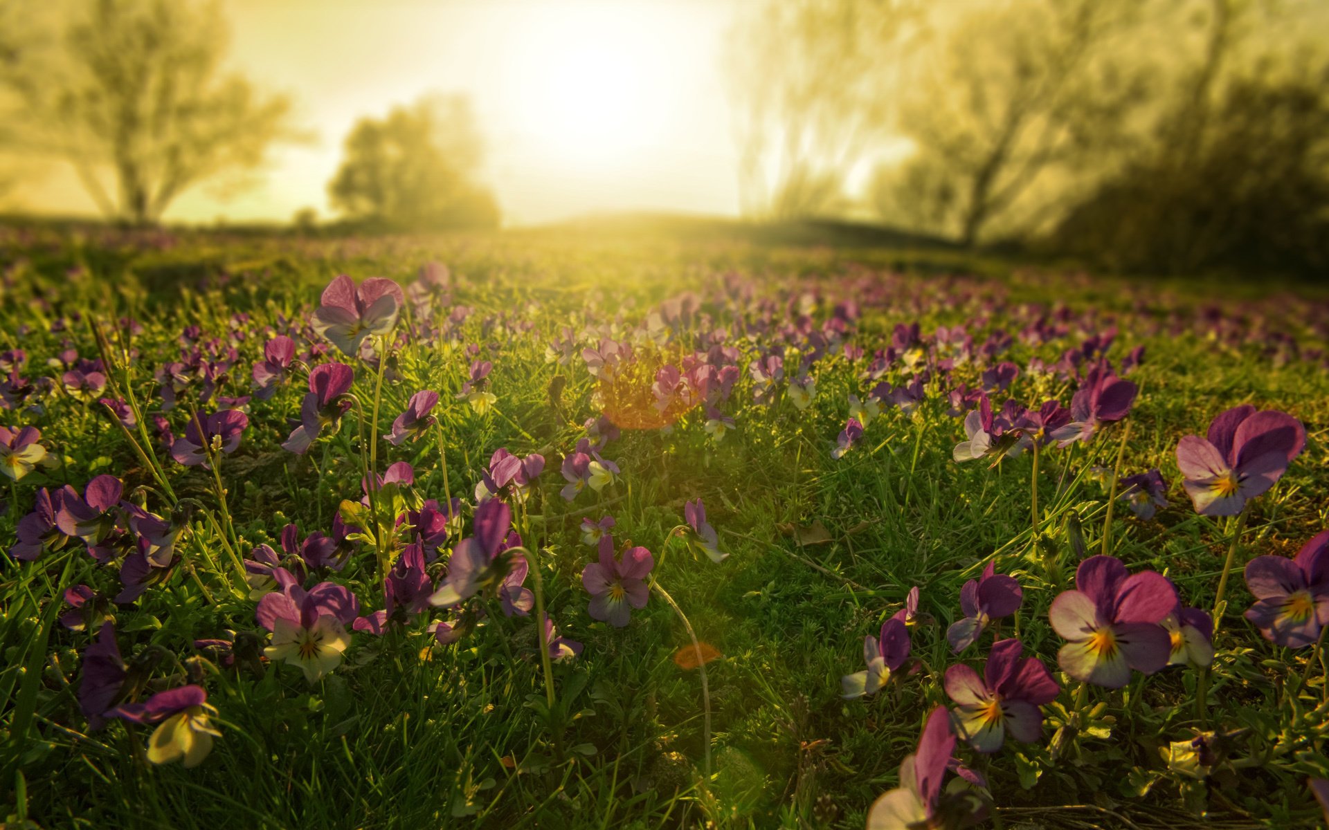 pansy flowers the patch of light dawn sunrise meadow gra