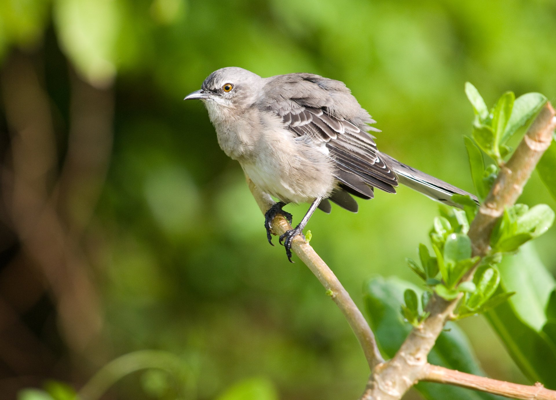 mockingbird przedrzeźniacz ptak gałąź makro